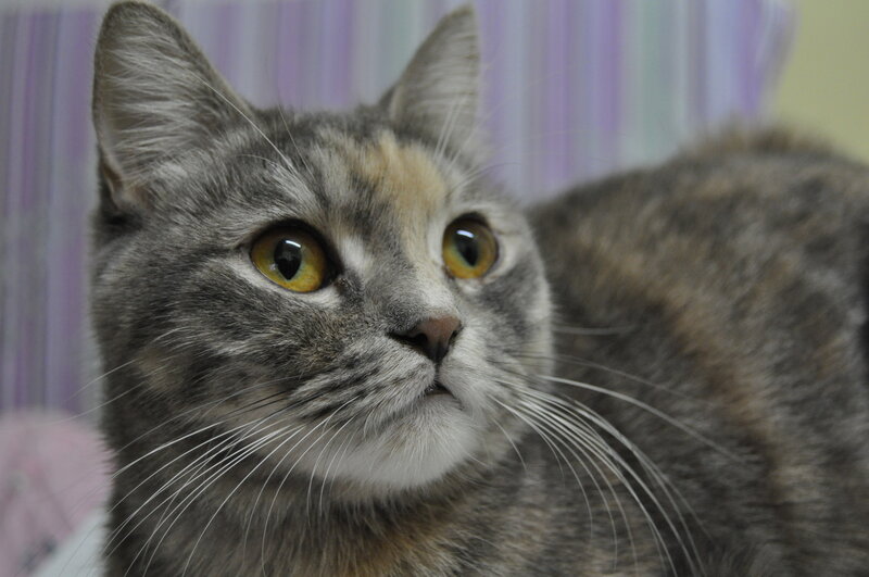 Gray Tabby Cat — Calm, Photograph, Whiskers, Eyes