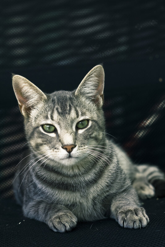 Gray Tabby Cat — Calm, Photograph, Whiskers, Green Eyes, Black