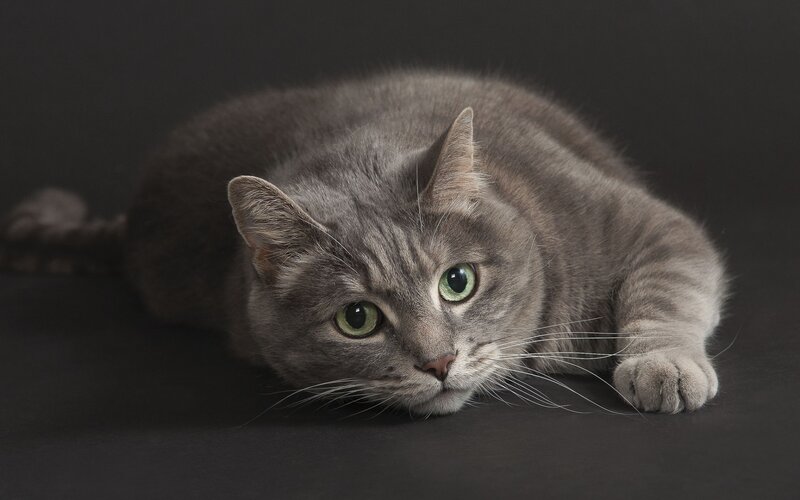 Gray Tabby Cat — Calm, Photograph, Whiskers, Green Eyes, Dark Background