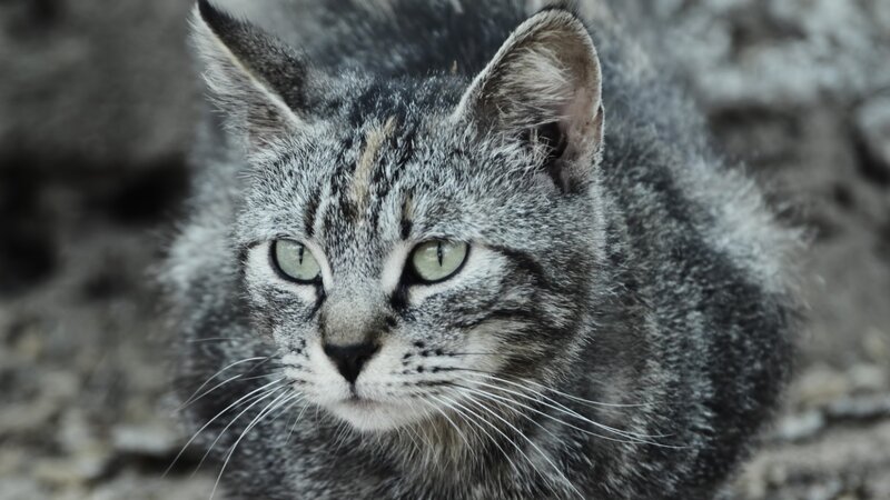 Gray Tabby Cat — Calm, Photograph, Whiskers, Green Eyes, Rock