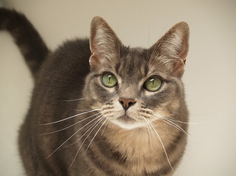 Gray Tabby Cat — Calm, Photograph, Whiskers, Green Eyes, Tail