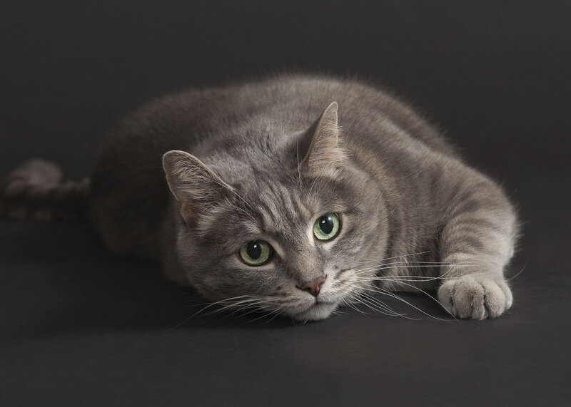 Gray Tabby Cat — Calm, Photograph, Whiskers, Green Eyes