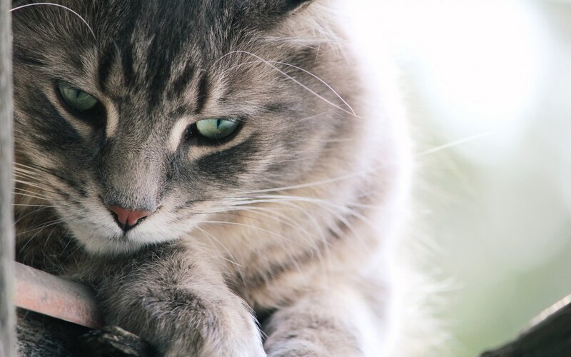 Gray Tabby Cat — Calm, Photograph, Whiskers, Paw