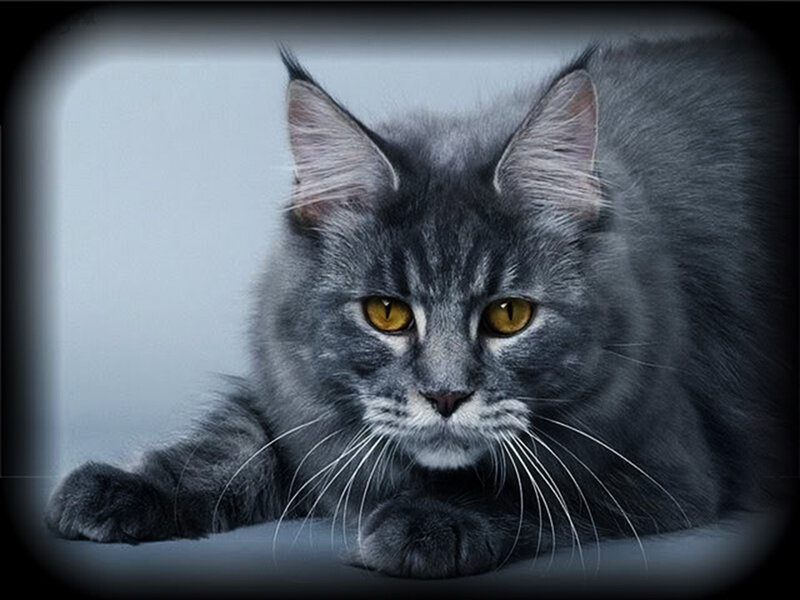Gray Tabby Cat — Calm, Photograph, Whiskers