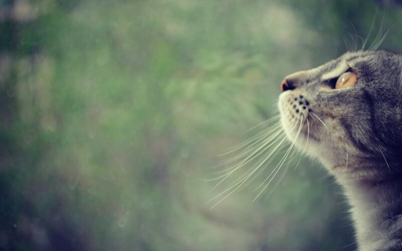 Gray Tabby Cat — Calm, Photograph, Whiskers, Window