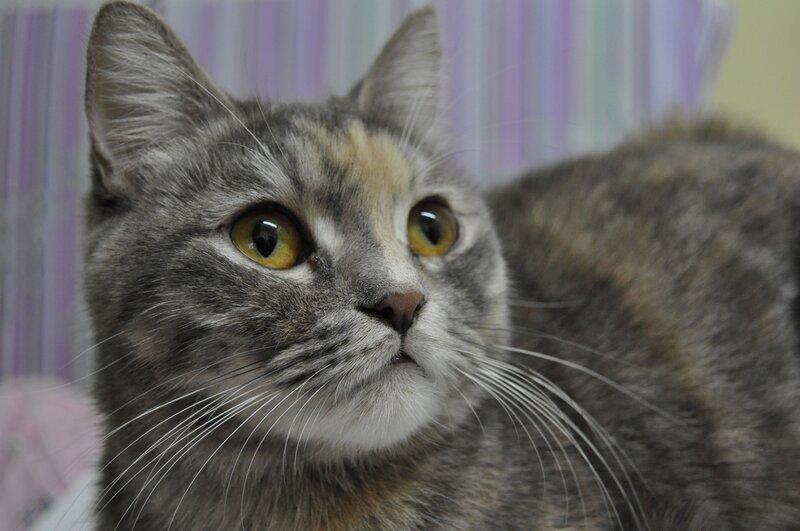 Gray Tabby Cat — Calm, Photograph, Whiskers, Yellow Eyes