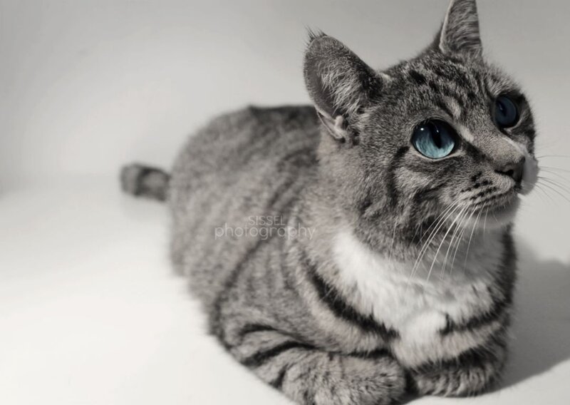 Gray Tabby Cat — Calm, Photograph, White Background