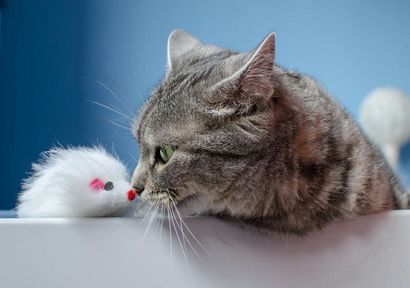 Gray Tabby Cat — Calm, Photograph, White Toy Mouse