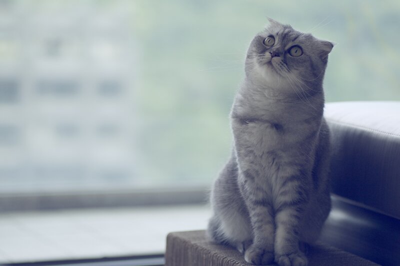 Gray Tabby Cat — Calm, Photograph, Window