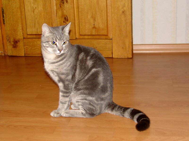 Gray Tabby Cat — Calm, Photograph, Wooden Floor