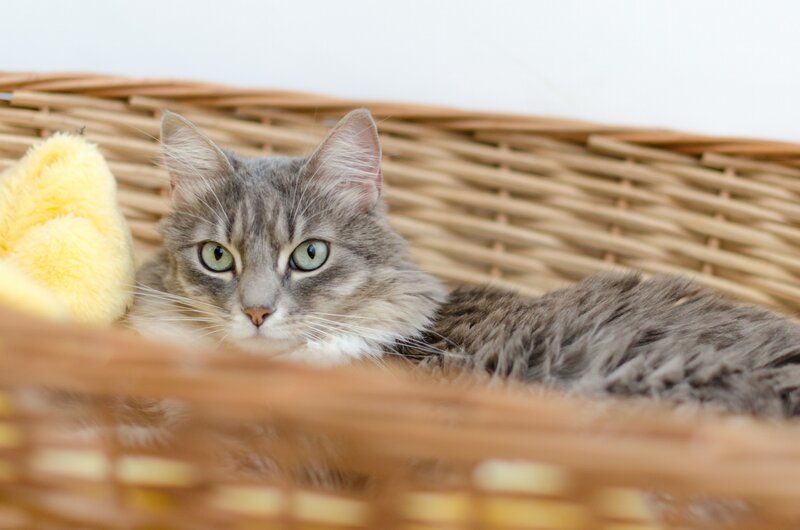 Gray Tabby Cat — Calm, Photograph, Woven Basket