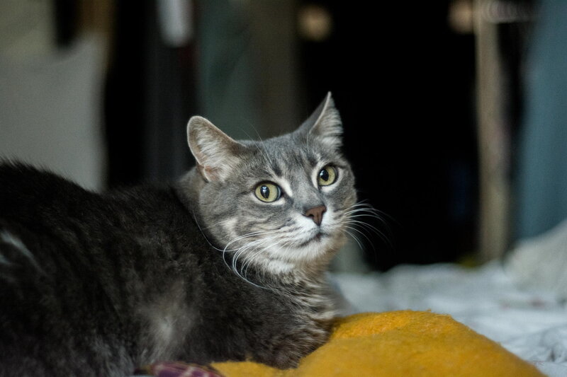 Gray Tabby Cat — Calm, Photograph, Yellow Blanket