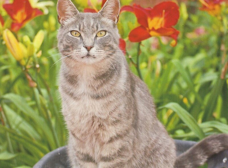 Gray Tabby Cat — Calm, Summer, Photograph, Flowers
