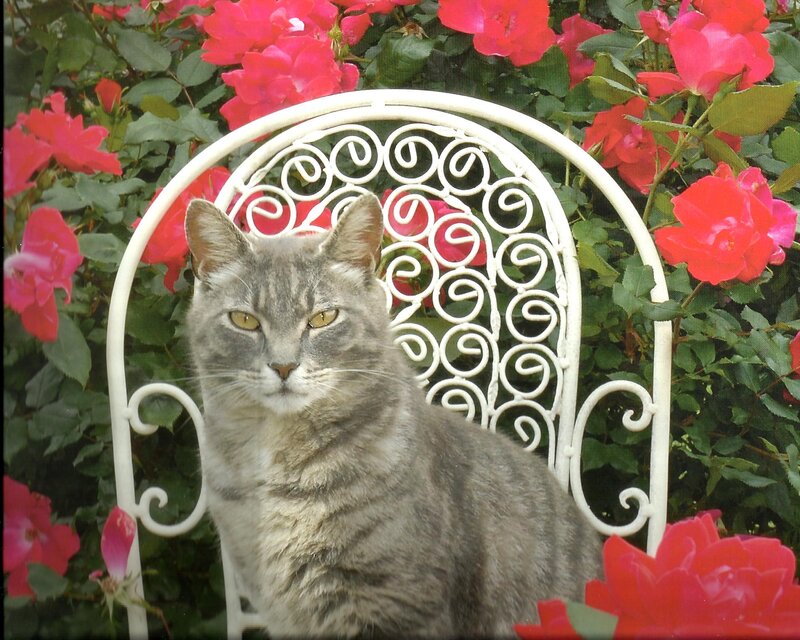 Gray Tabby Cat — Calm, Summer, Photograph