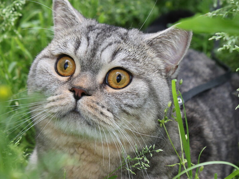 Gray Tabby Cat — Calm, Summer