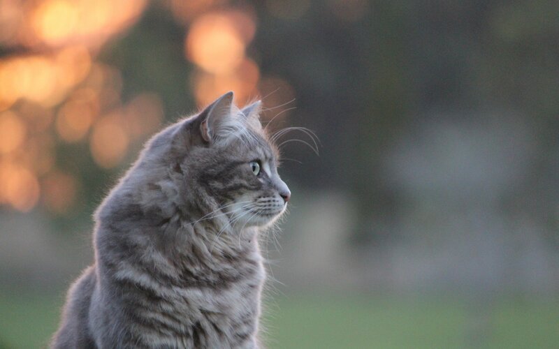 Gray Tabby Cat — Calm, Sunset, Photograph