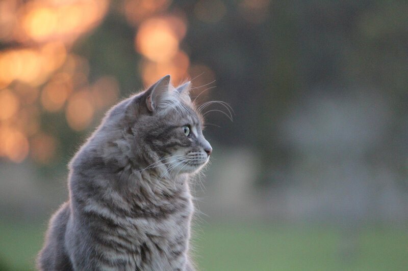 Gray Tabby Cat — Calm, Sunset