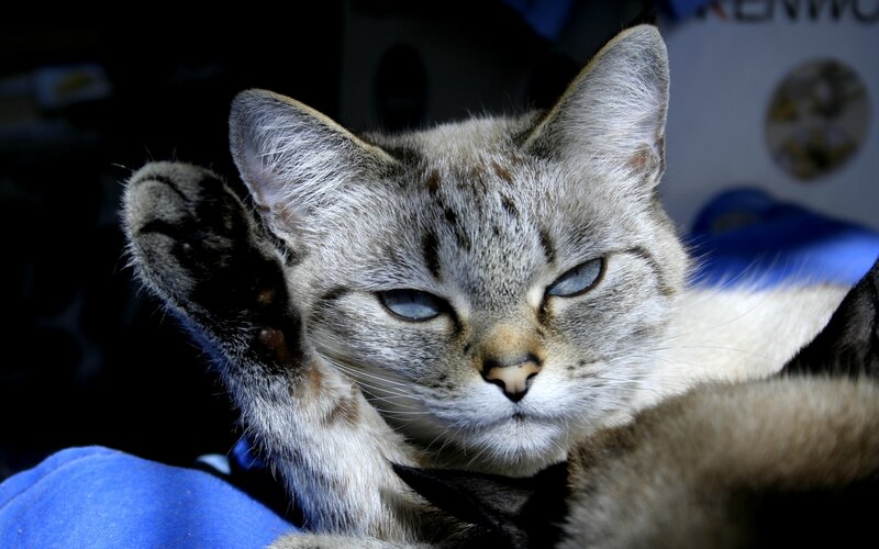 Gray Tabby Cat — Calm