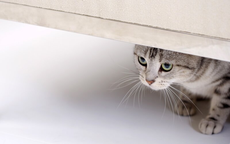 Gray Tabby Cat — Cautious