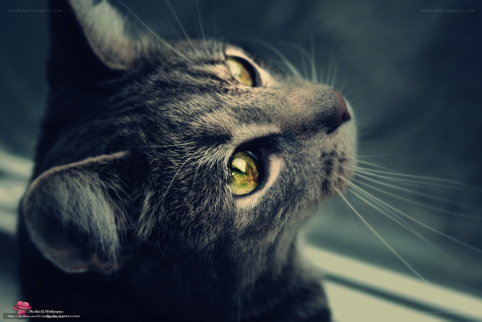 gray tabby cat close-up