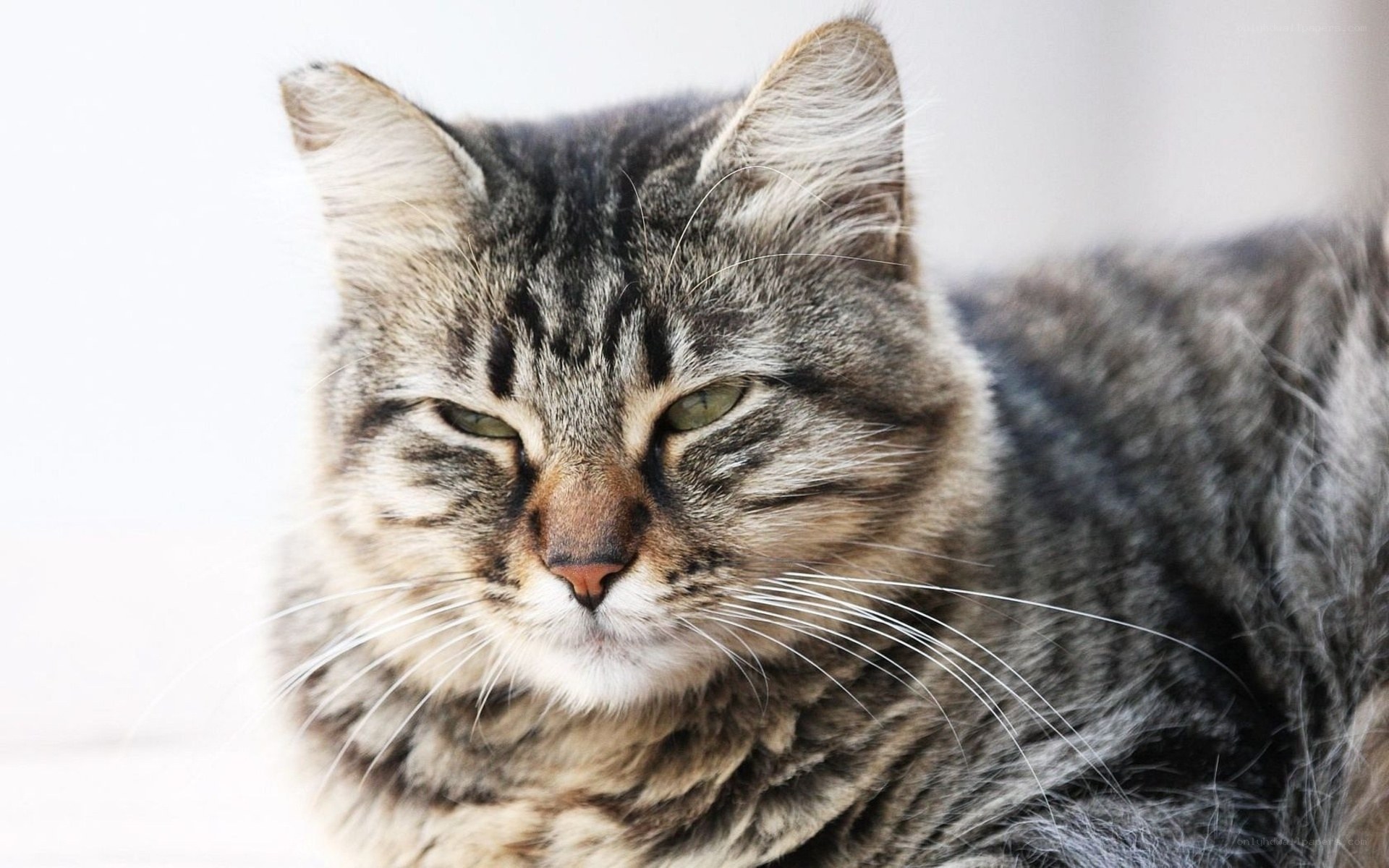 gray tabby cat close-up