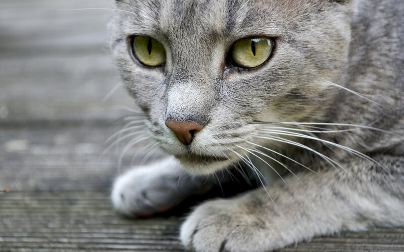 gray tabby cat close-up