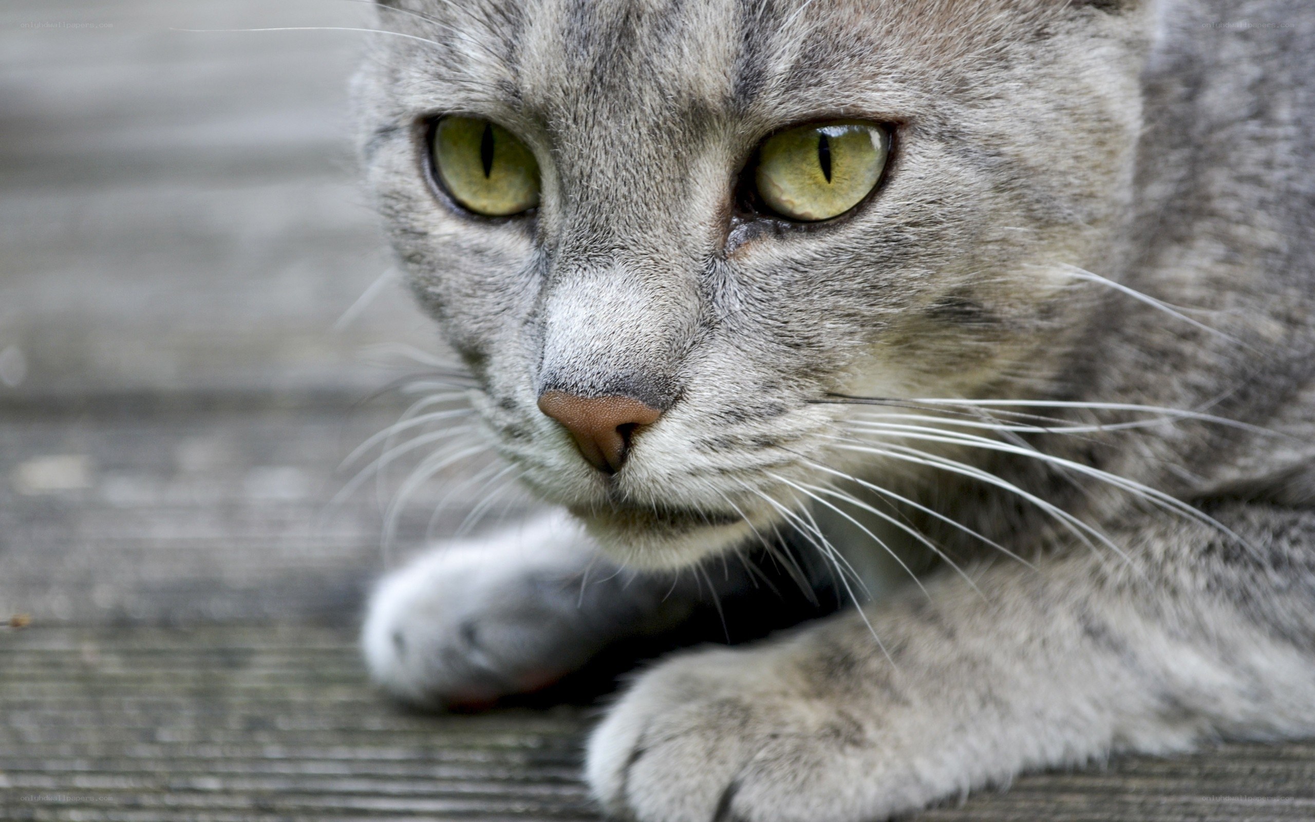 gray tabby cat close-up