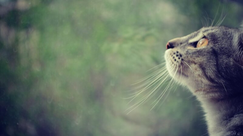 Gray Tabby Cat — Contemplative, Photograph, Whiskers
