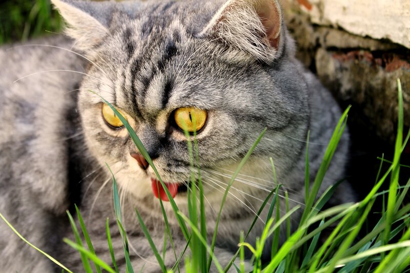 Gray Tabby Cat — Curious, Afternoon, Photograph