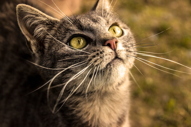 Gray Tabby Cat — Curious, Afternoon, Photograph, Whiskers