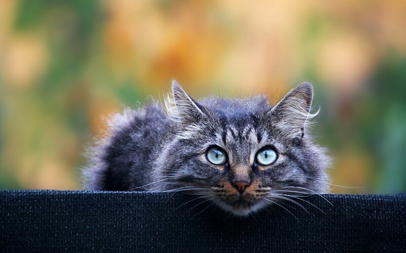 Gray Tabby Cat — Curious, Autumn