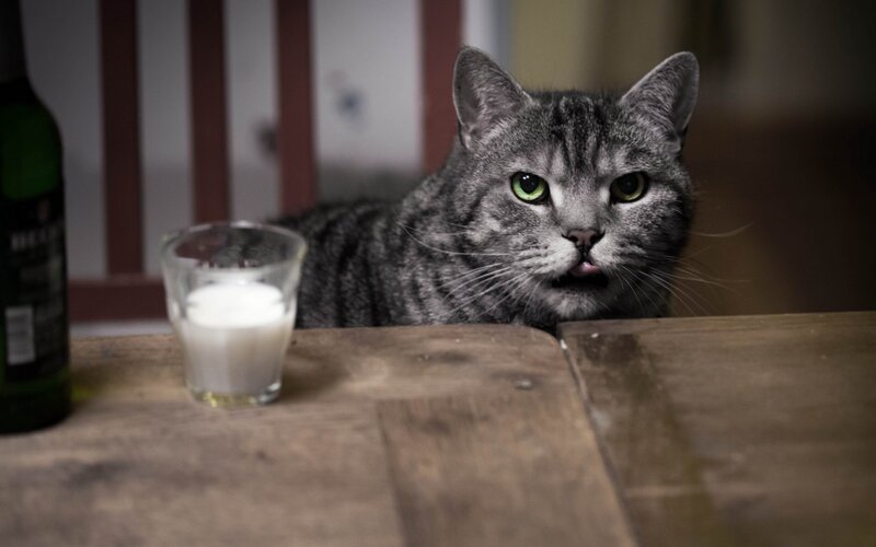 Gray Tabby Cat — Curious, Night