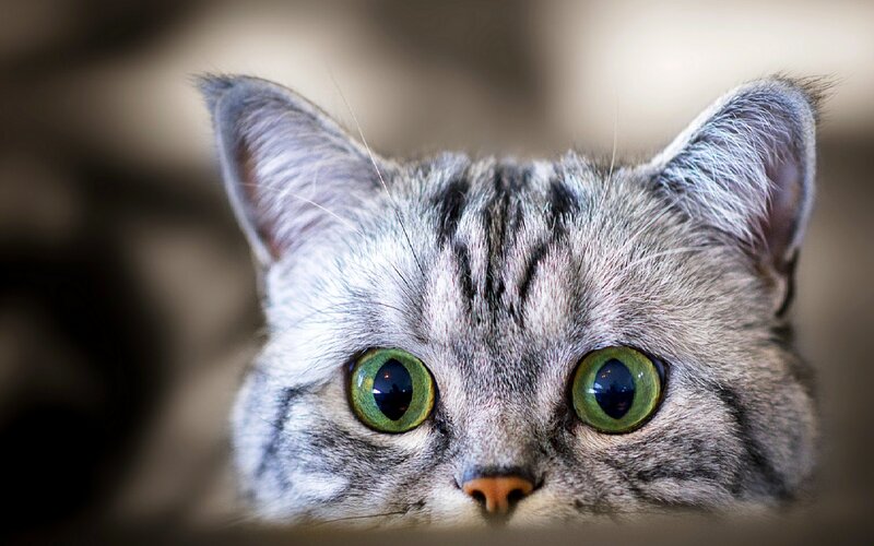 Gray Tabby Cat — Curious, Photograph, Eyes, Ears