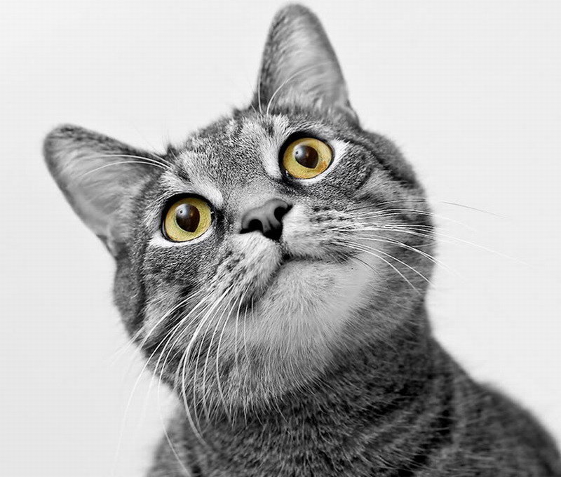 Gray Tabby Cat — Curious, Photograph, Eyes