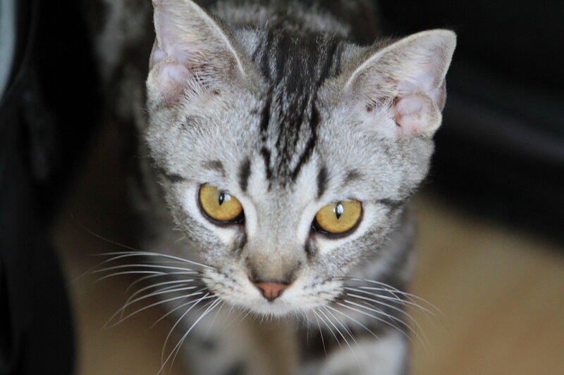 Gray Tabby Cat — Curious, Photograph, Eyes, Whiskers
