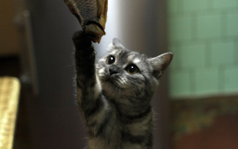 Gray Tabby Cat — Curious, Photograph, Fish