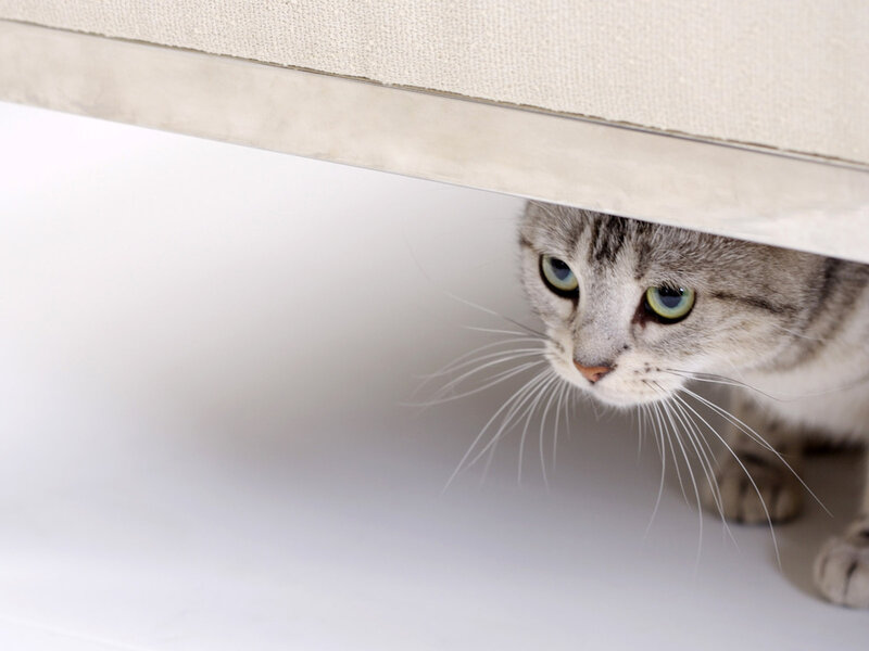 Gray Tabby Cat — Curious, Photograph, Furniture