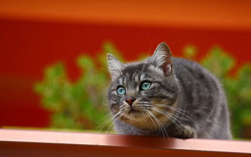 Gray Tabby Cat — Curious, Photograph, Green Plants, Red Surface