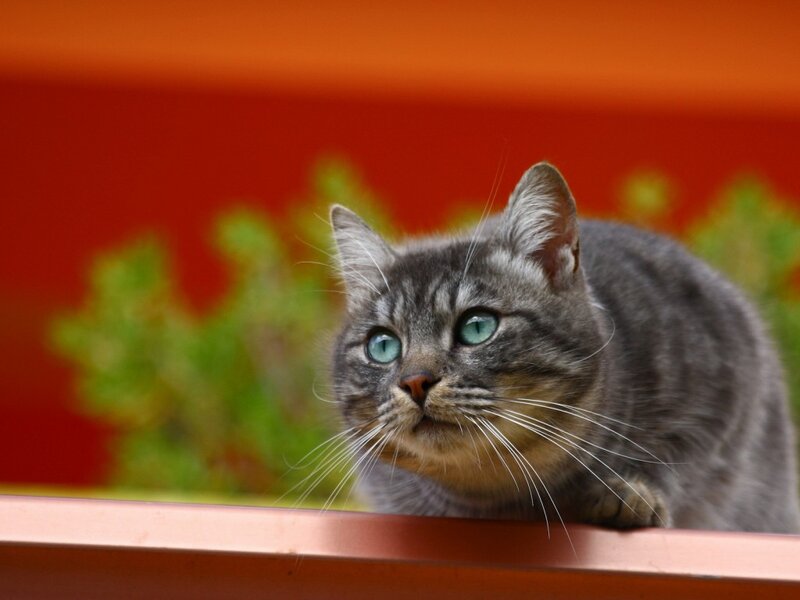 Gray Tabby Cat — Curious, Photograph, Green Plants
