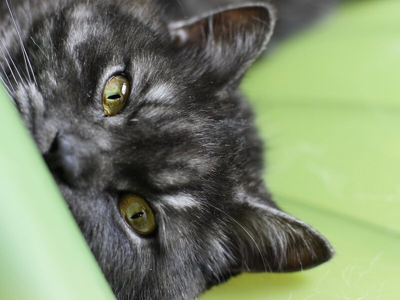 Gray Tabby Cat — Curious, Photograph, Green Surface