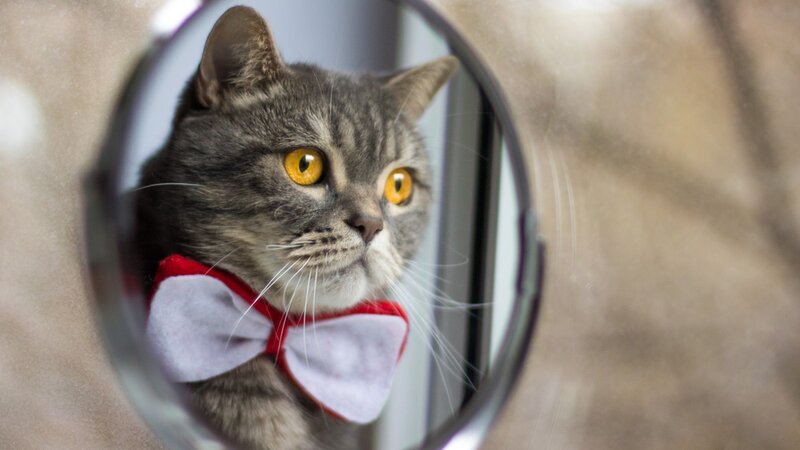 Gray Tabby Cat — Curious, Photograph, Mirror, Bow Tie