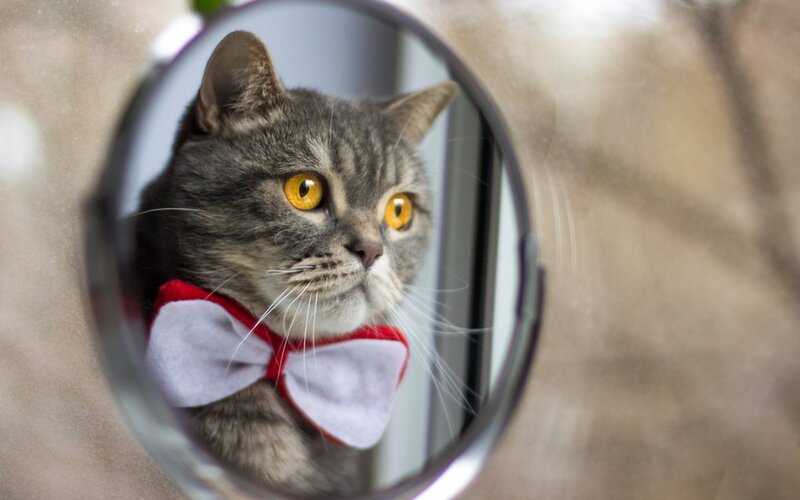 Gray Tabby Cat — Curious, Photograph, Mirror