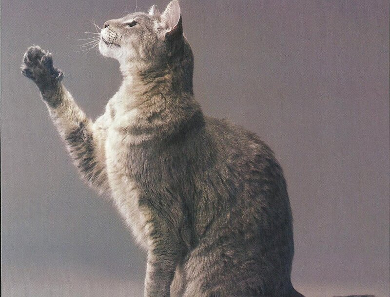 Gray Tabby Cat — Curious, Photograph, Paw