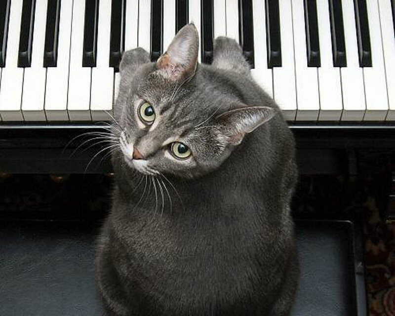 Gray Tabby Cat — Curious, Photograph, Piano Keys