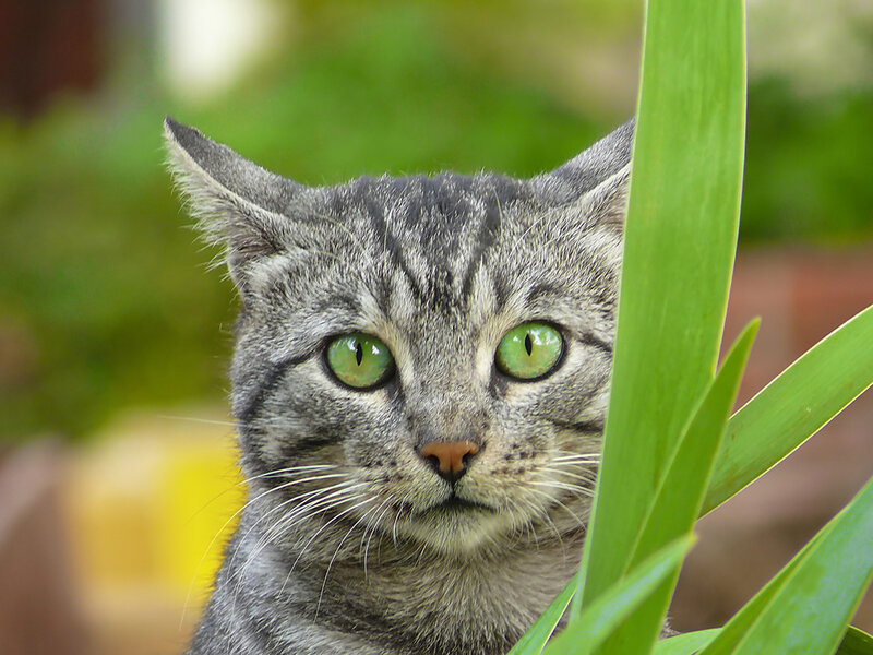 Gray Tabby Cat — Curious, Photograph, Plant Leaf