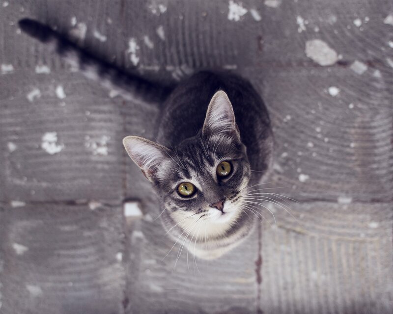Gray Tabby Cat — Curious, Photograph, Tail, Floor