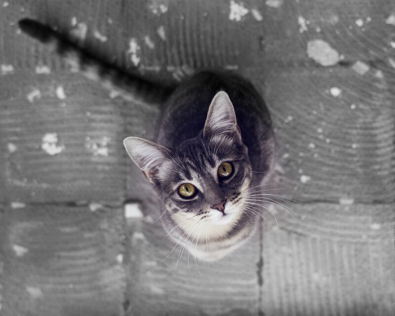 Gray Tabby Cat — Curious, Photograph, Tail