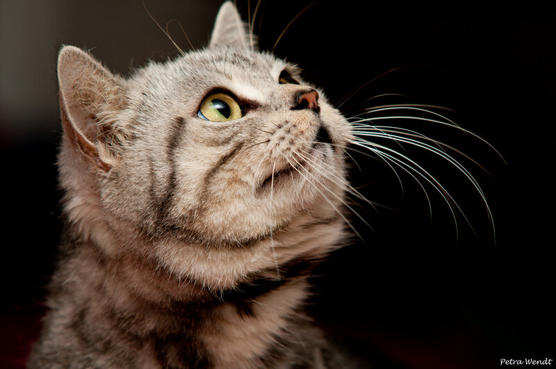 Gray Tabby Cat — Curious, Photograph