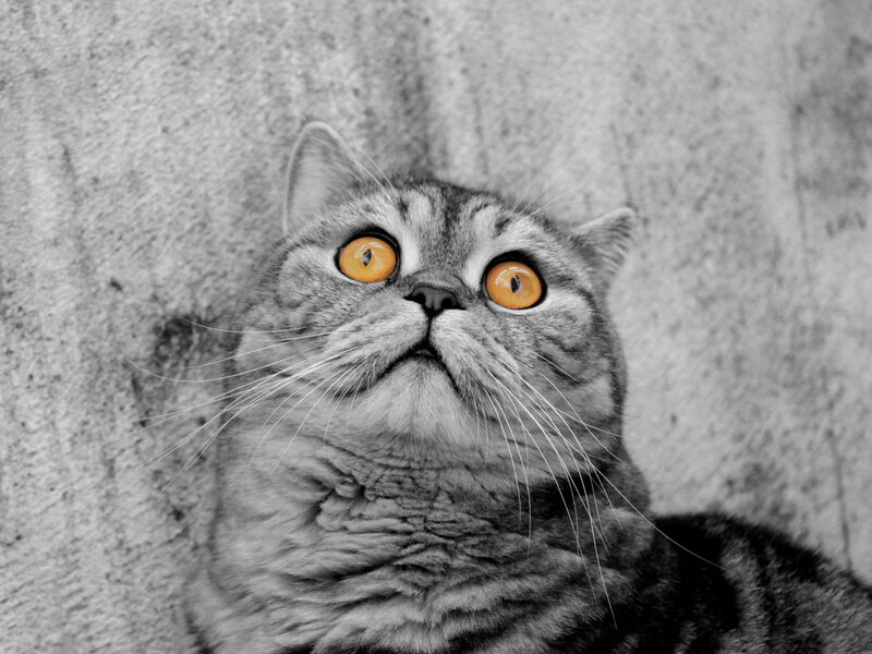Gray Tabby Cat — Curious, Photograph, Wall