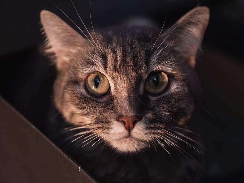 Gray Tabby Cat — Curious, Photograph, Whiskers, Box